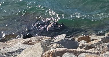 DESCOPERIRE MACABRĂ LA CONSTANȚA. Persoană decedată, găsită prinsă printre stabilopozi, în zona Pescărie - 2