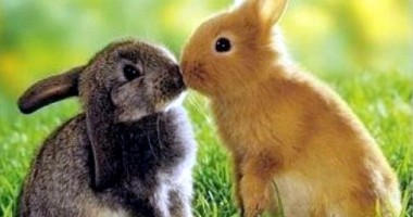 Stire din Cetățenești : Veterinarul pe recepție
