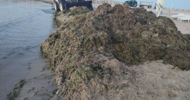 Stire din Social : Peste 800 de tone de alge strânse de pe plajă, în ultima săptămână