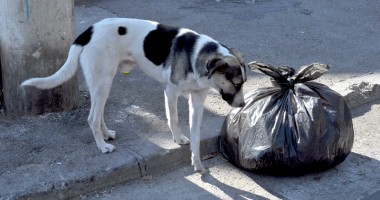 "De ce este Piața Griviței murdară și obositoare?" - 8