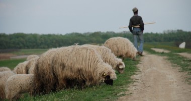 Stire din Actualitate : Bulgaria: Febră aftoasă la ovine și bovine din regiunea Gabrovo
