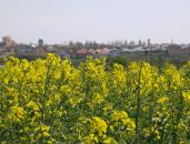 Suprafața cultivată cu rapiță, în această toamnă, a crescut cu 40%, în județul Constanța