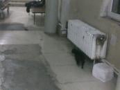 Pacient cu blană în Spitalul Județean!