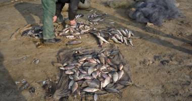 Braconajul piscicol, în floare în Dobrogea
