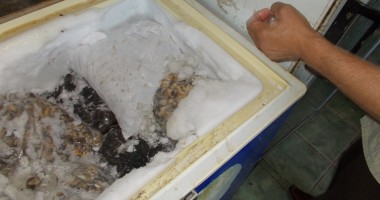 Stire din Eveniment : VIDEO. Sute de kilograme de melci de mare, confiscate de polițiști