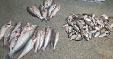 Sute de kilograme de pește, fără documente legale, confiscate de Poliția de Frontieră