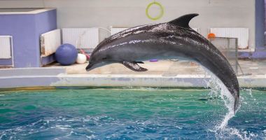 Anchetă DNA la Delfinariu. Se investighează încasările ucrainenilor din spectacole - 3