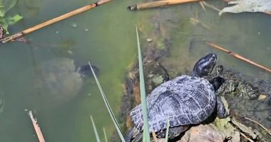 Stire din Social : Țestoasele americane de pe Lacul Tăbăcăriei, o amenințare pentru speciile autohtone
