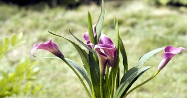 Stire din Diverse : Floarea eleganței absolute