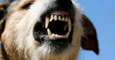 Stire din Eveniment : Bătrână din Constanța, mușcată de un câine agresiv