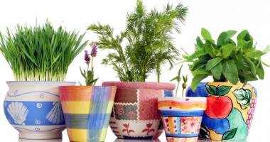 Stire din Diverse : "Grădina" cu ierburi aromate din bucătăria ta