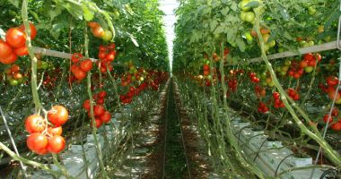 3.353 de fermieri au primit ajutorul de minimis pentru cultivarea tomatelor
