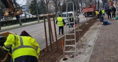 Primăria Constanţa, amendată de Garda de Mediu pentru tăierea unor copaci