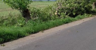 FOTO / TORNADĂ LA NEGRU VODĂ! 12 COPACI AU FOST SMULȘI - 2