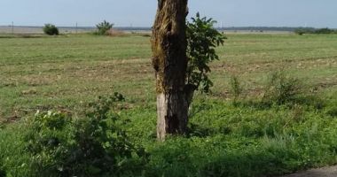 FOTO / TORNADĂ LA NEGRU VODĂ! 12 COPACI AU FOST SMULȘI - 3