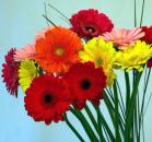 Cum se îngrijește gerbera