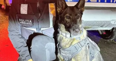 Tessa, partenerul canin al polițiștilor din Medgidia, în acțiune - 2
