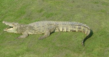 Stire din Actualitate : Opt pui de crocodil siamez, specie în pericol critic de dispariție, decoperit în Cambodgia