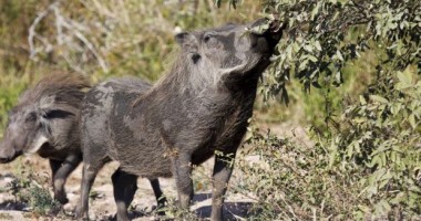 Stire din Eveniment : Prinși la vânătoare de porci mistreți