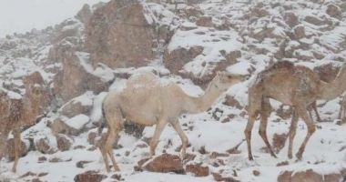 Fenomen rar: ninge în deșert! VEZI IMAGINI! - 4