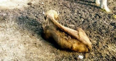 IMAGINI DE COȘMAR! Animale lăsate de izbeliște la zoo - 2