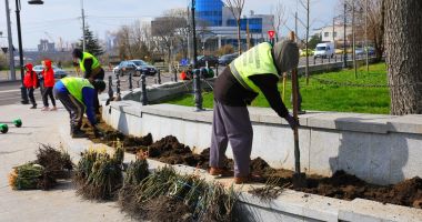 Parcul Arheologic și Faleza Cazinoului din Constanța se vor umple de trandafiri - 2