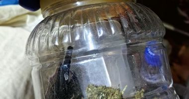Sute de grame de canabis, descoperite de polițiștii constănțeni. Două persoane sunt cercetate - 3