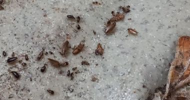 Stire din Social : Șocant! Gândaci filmați plimbându-se printr-un restaurant de fițe din Constanța