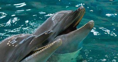 Anchetă DNA la Delfinariu. Se investighează încasările ucrainenilor din spectacole - 4
