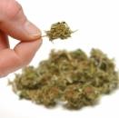 Suc cu marijuana în SUA