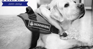 Stire din Eveniment : Despărțire dureroasă la Centrul de Scafandri: „Câinele nostru loial ne-a părăsit”