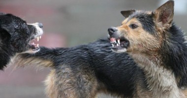 Stire din Eveniment : O fetiță din Craiova a fost atacată de o haită de câini