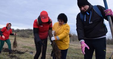Peste 5.000 de puieți plantați astăzi în comuna Cumpăna, ca parte a proiectului „Plantează în România” - 2