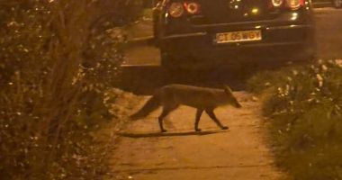 Șocant! Locuitorii din cartierul Poarta 6 se tem să mai iasă din case. GALERIE FOTO - 2