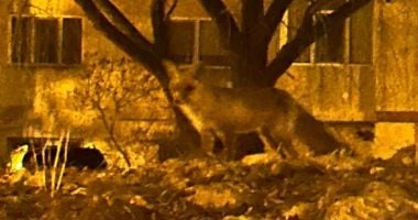 Șocant! Locuitorii din cartierul Poarta 6 se tem să mai iasă din case. GALERIE FOTO - 3