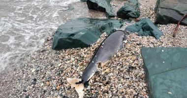 Stire din Social : A fost semnalat primul caz de delfin eșuat din acest an