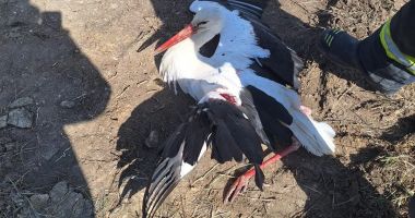 Stire din Eveniment : Pompierii constănțeni alături de necuvântătoarele aflate în dificultate
