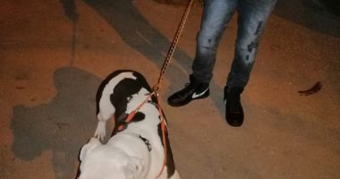 GALERIE FOTO / Mobilizare la Poliția Locală în toate cartierele din Constanța - 3