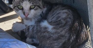 Polițiștii constănțeni au aplicat sancțiuni pentru nerespectarea legislației privind protecția animalelor - 2