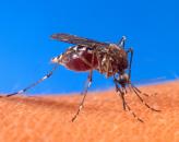 Stire din Sănătate : Insectele, inamici minusculi, dar periculoși