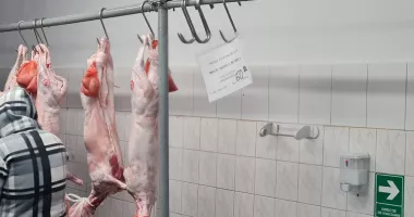 Prețul mielului a crescut. Piața Tomis III are marfă, Griviței așteaptă - 2