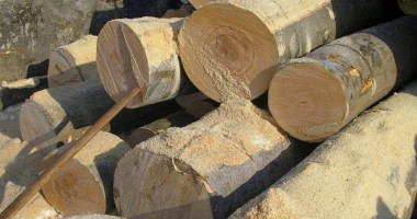 Stire din Economie : Cu cât își pot cumpăra constănțenii lemne de la ocoalele silvice