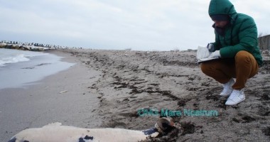 Stire din Eveniment : Delfin eșuat pe plaja din Mangalia