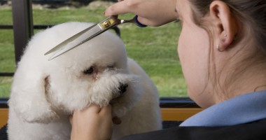 Stire din Cetățenești : Pot să-mi tund câinele?