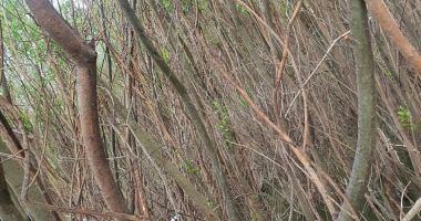 ALERTĂ! Un bărbat a dispărut în Dunăre, este căutat de scafandrii de la ISU Dobrogea - 4