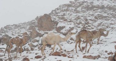 Fenomen rar: ninge în deșert! VEZI IMAGINI! - 5