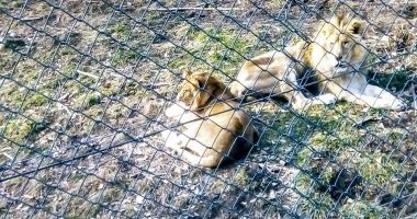 Stire din Eveniment : IMAGINI DE COȘMAR! Animale lăsate de izbeliște la zoo