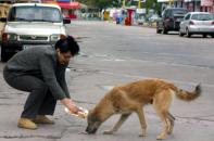 Stire din Sănătate : Căpușele au invadat Constanța