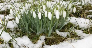Stire din Actualitate : Vine sau nu vine primăvara? Prognoza meteo pe patru săptămâni