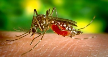 Stire din Sănătate : Al cincilea caz de meningită West-Nile, confirmat
